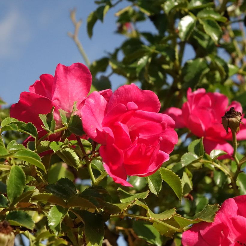 Stammrose Magic Meidiland (Magic Meillandecor) (Flowering)