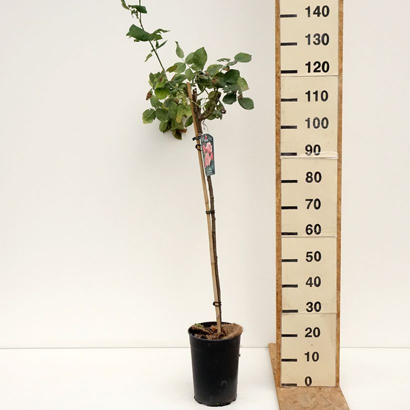 Example of Stammrose Queen Elisabeth Topf mit 6L/7L, Stamm as you get in ete