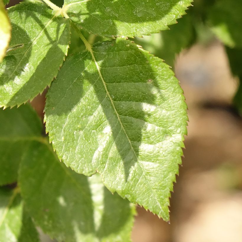 Stammrose Rochemenier Village (Foliage)