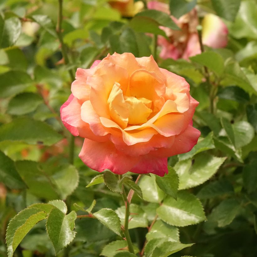 Stammrose Rochemenier Village (Flowering)