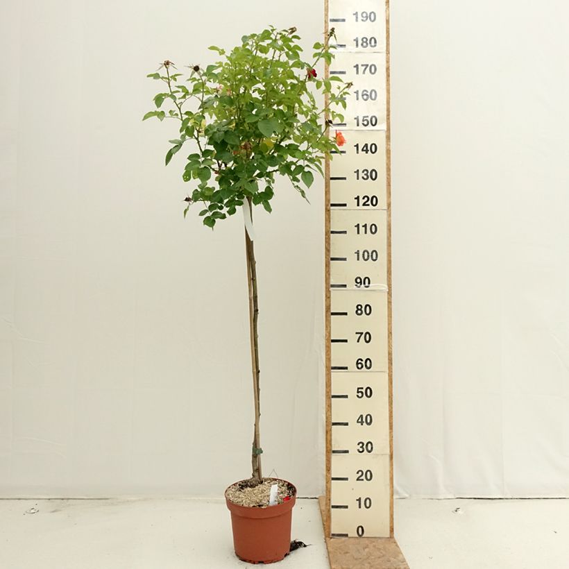 Example of Stammrose Rochemenier Village Topf mit 7,5L/10L, Stamm as you get in ete