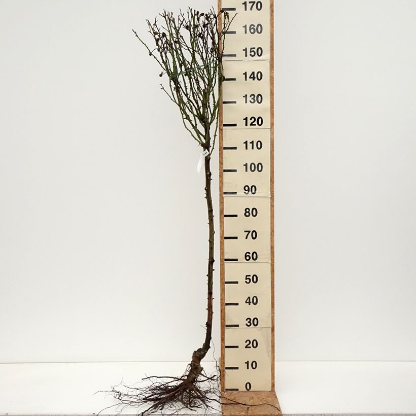 Example of Stammrose Rochemenier Village Wurzelnackt, Stamm as you get in hiver