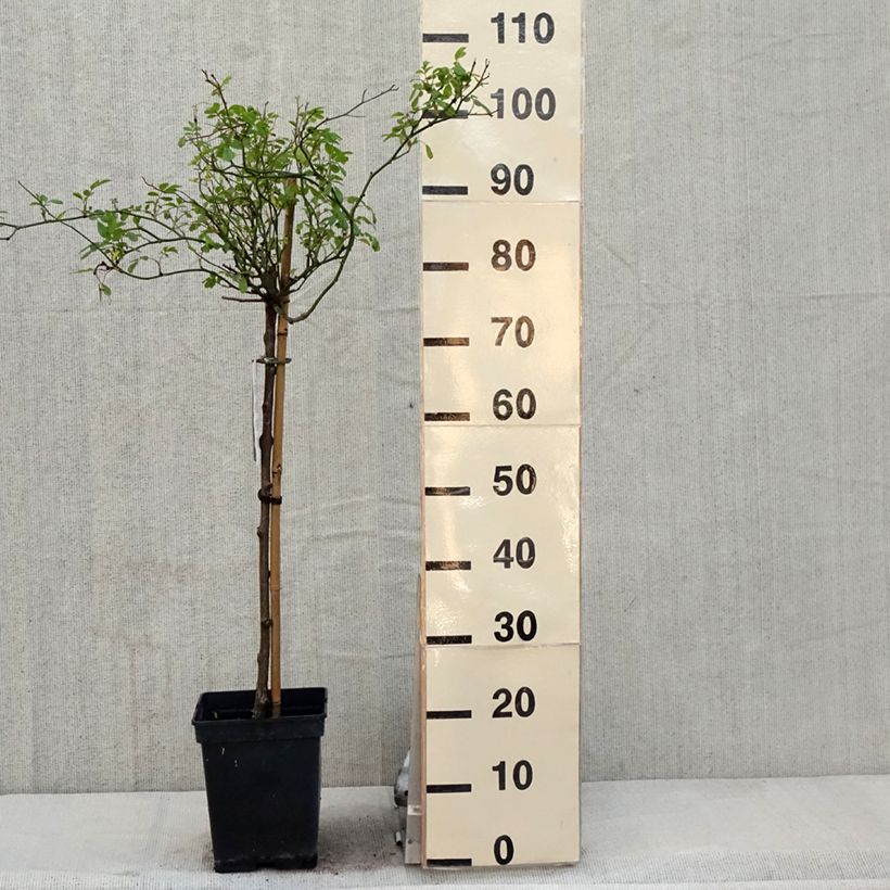 Exemplar von Stammrose The Fairy Topf mit 7,5L/10L, Stamm wie im Frühjahr geliefert