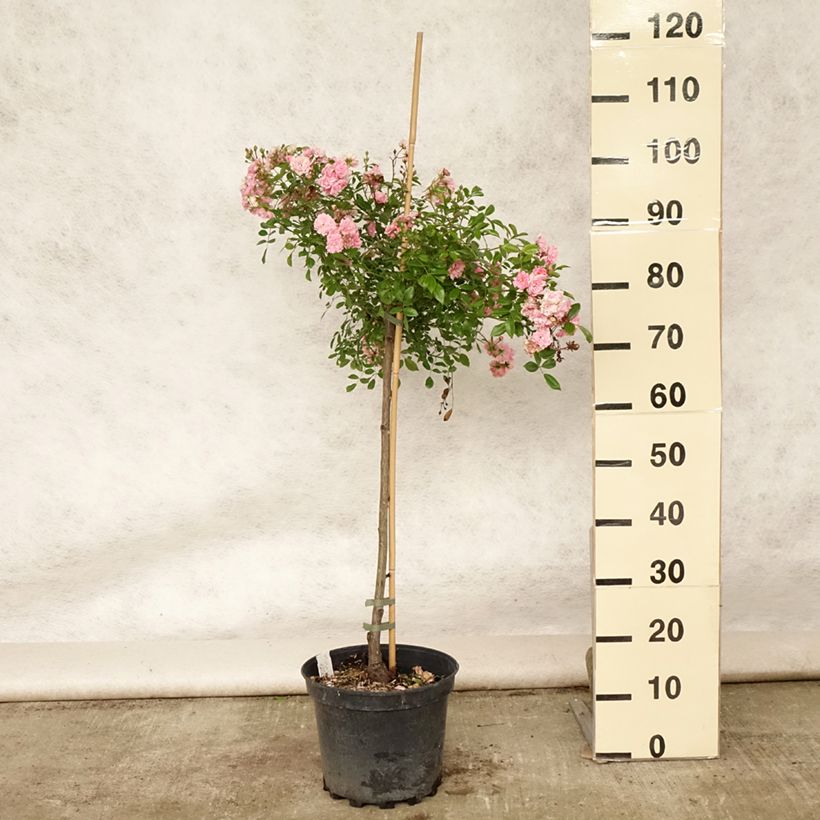 Exemplar von Stammrose The Fairy Topf mit 4L/5L, Stamm wie im Sommer geliefert