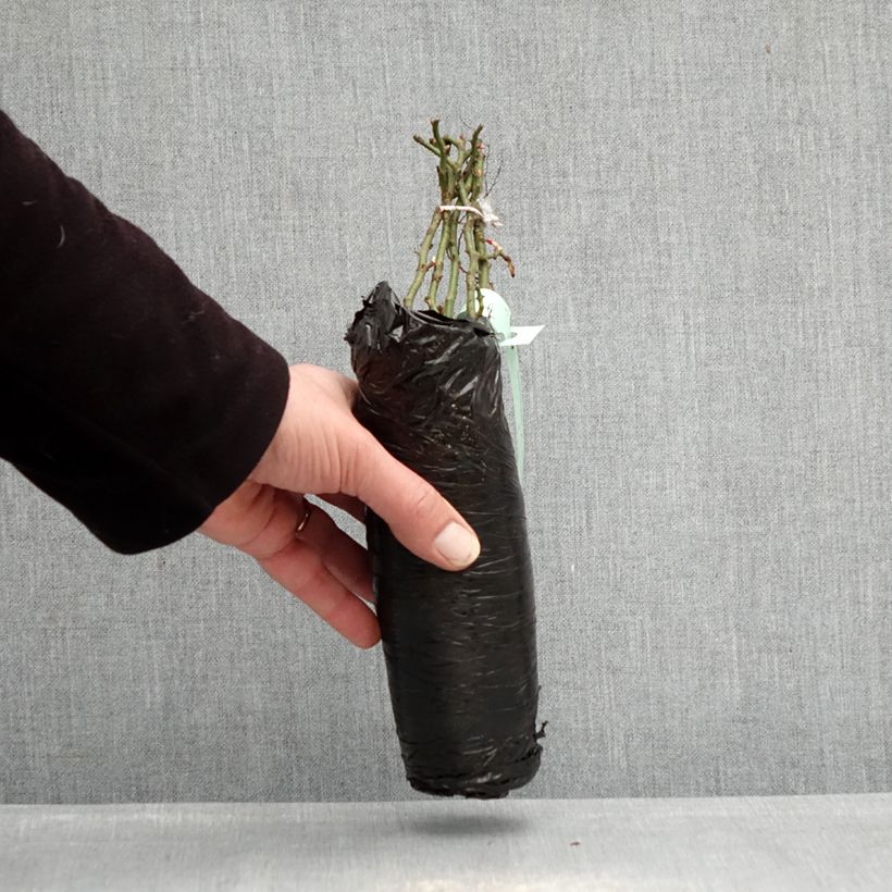 Exemplar von Rosa Urban Streetlight Larissa - Moderne Hybrid-Rose Wurzelnackt in Beutel wie im Winter geliefert