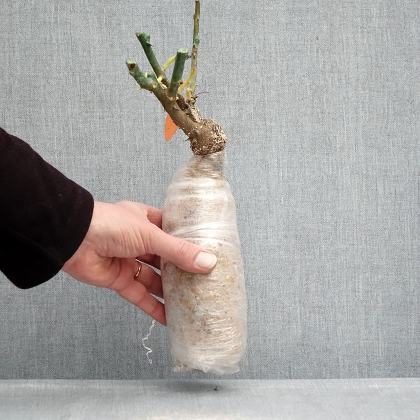 Exemplar von Rosa Urban Streetlight Phoenix - Beetrose Wurzelnackt in Beutel wie im Winter geliefert