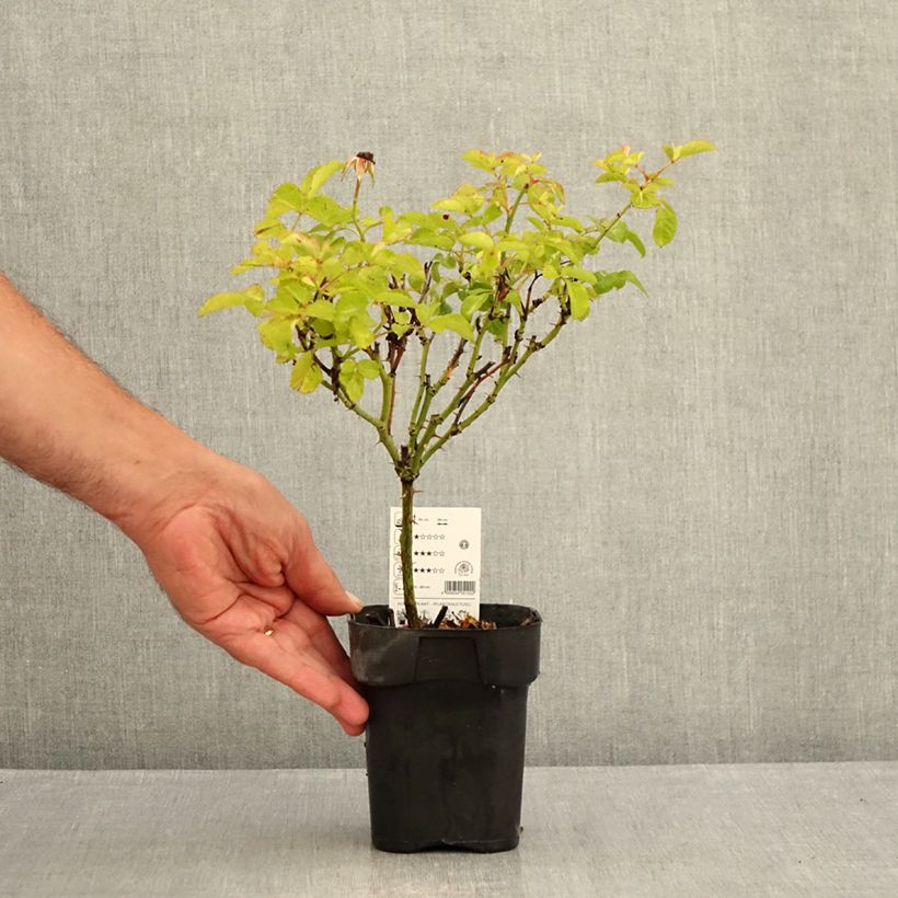Exemplar von Rosa Urban Streetlight Rekord Cubana - Beetrose Topf 10 cm/11cm wie im Sommer geliefert