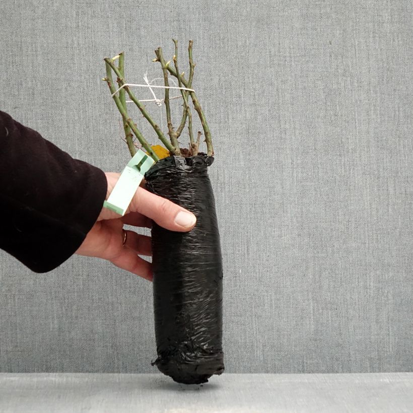 Exemplar von Rosa Urban Streetlight Rekord Cubana - Beetrose Wurzelnackt in Beutel wie im Winter geliefert