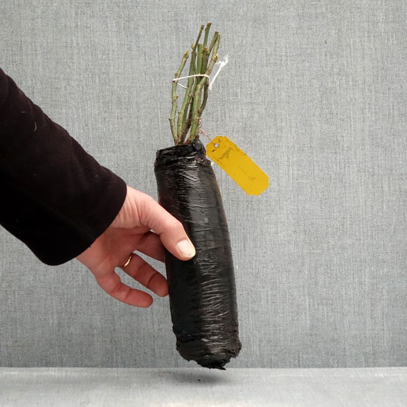 Example of Rosa Urban Streetlight Rekord Sommerabend - Beetrose Wurzelnackt in Beutel as you get in hiver