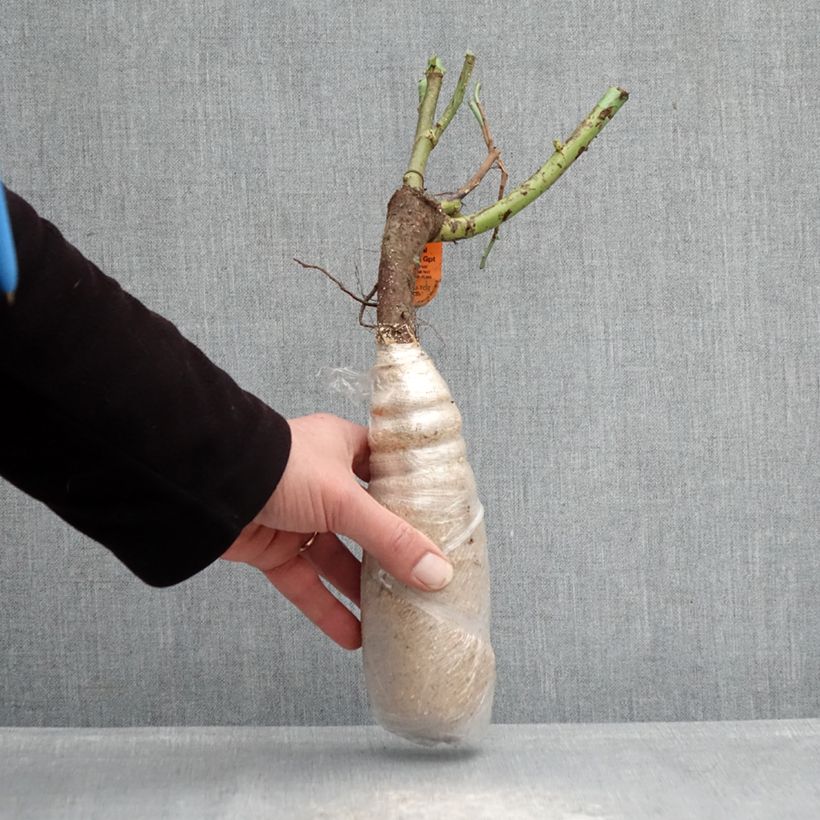 Example of Rosa Urban Streetlight Sunmaid - Polyantha-Rose Wurzelnackt in Beutel as you get in hiver