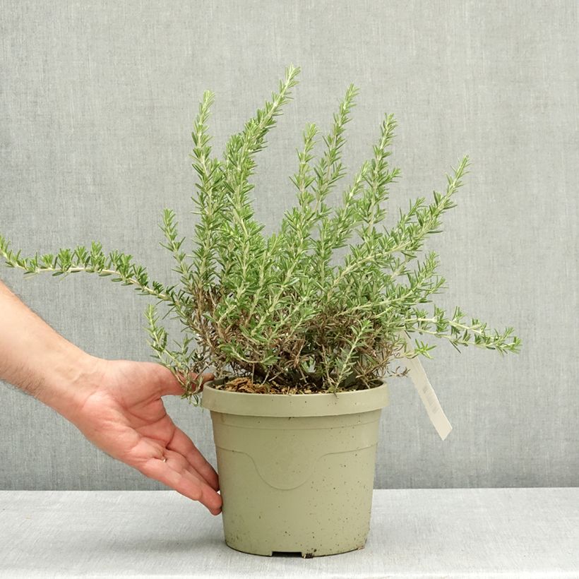 Exemplar von Rosmarin Blue Cascade - Rosmarinus officinalis Topf mit 3L/4L wie im Frühjahr geliefert