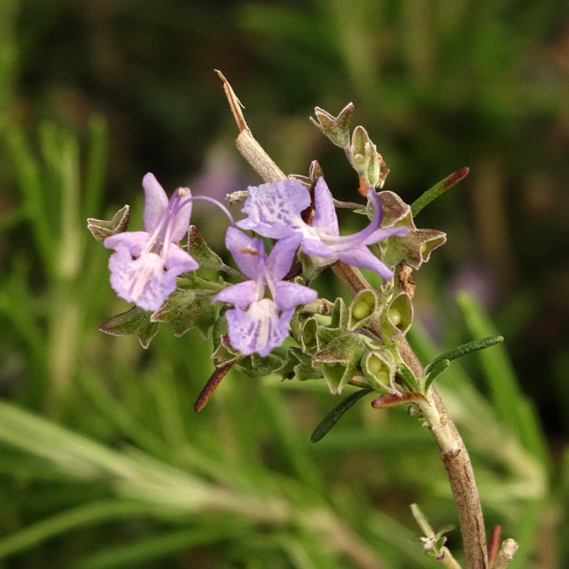 Rosmarin Corsican Blue - Rosmarinus officinalis (Blüte)
