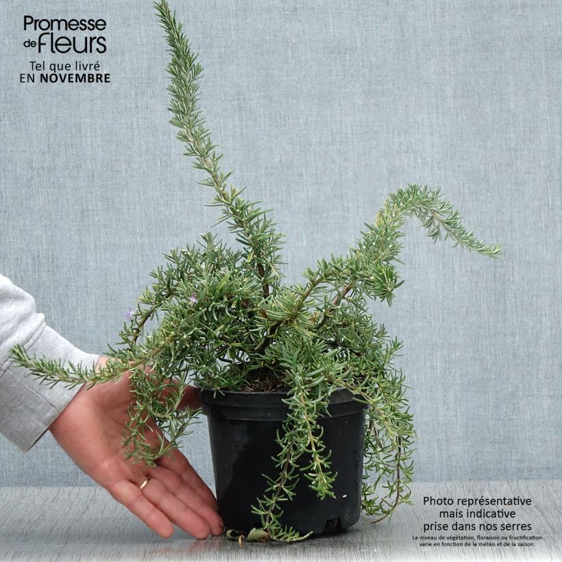 Exemplar von Rosmarinus officinalis Corsican Blue - Romarin Pot de 2L/3L wie im Herbst geliefert
