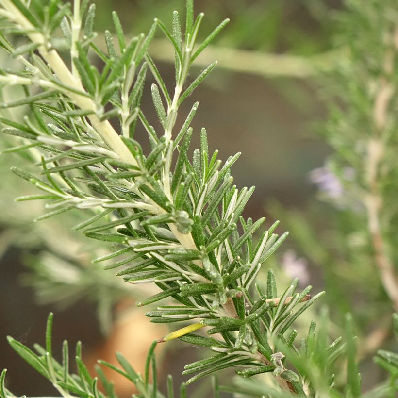 Rosmarin Whitewater Silver - Rosmarinus officinalis (Laub)