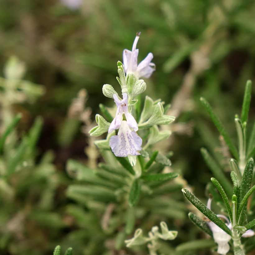 Rosmarin Whitewater Silver - Rosmarinus officinalis (Blüte)