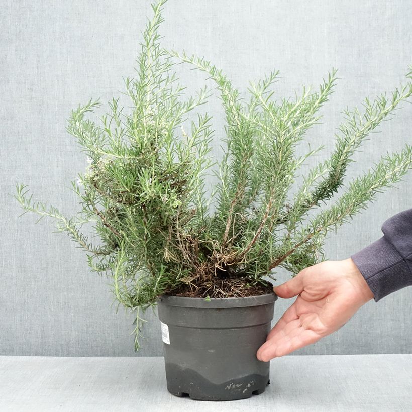 Exemplar von Rosmarin Whitewater Silver - Rosmarinus officinalis Topf mit 3L/4L wie im Frühjahr geliefert