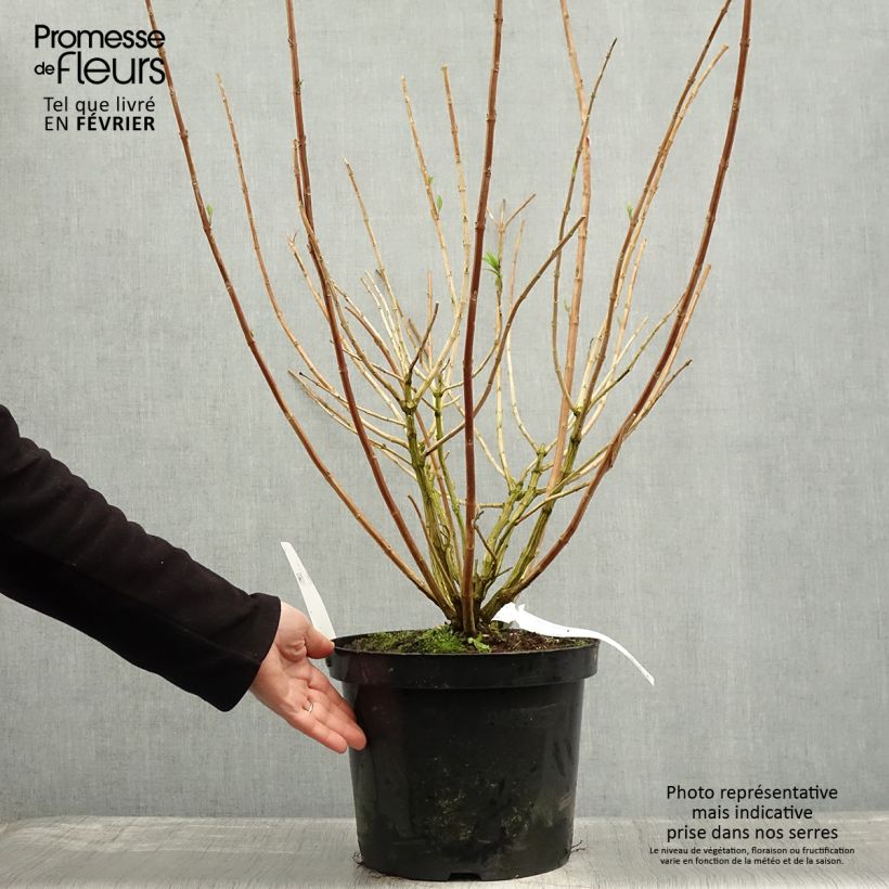 Exemplar von Rostrinucula dependens Happy Cascade - Menthe en arbre Pot de 7,5L/10L wie im Winter geliefert