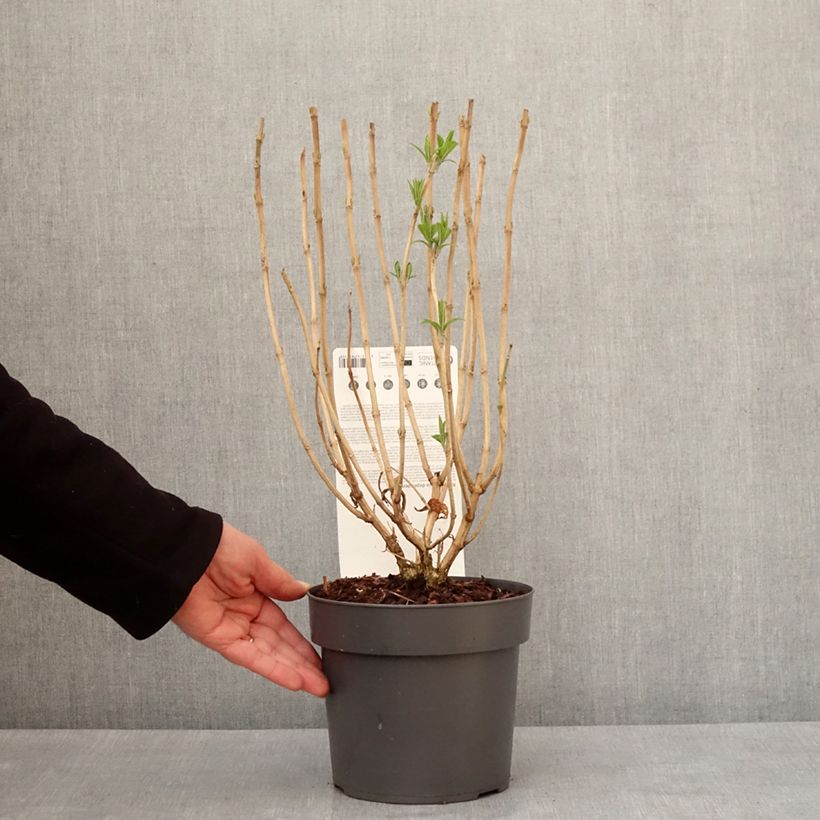 Exemplar von Rostrinucula dependens - Menthe en arbre Pot de 3L/4L wie im Winter geliefert