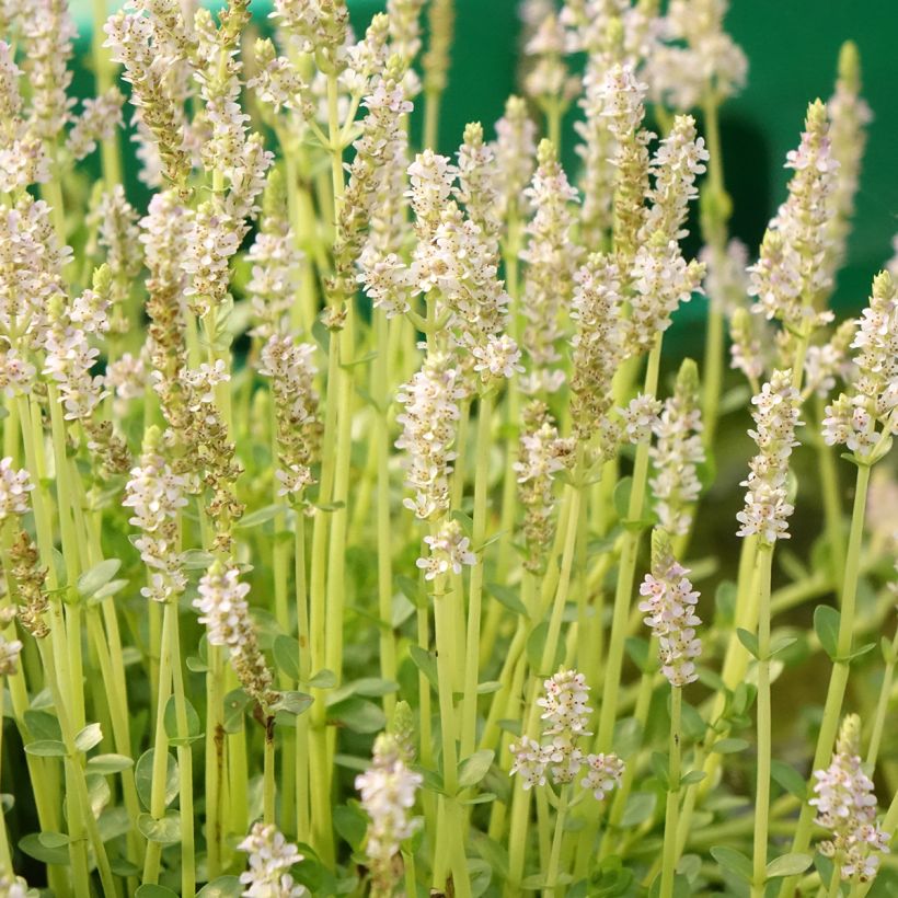 Rotala rotundifolia Green - Rundblättrige Rotala (Blüte)