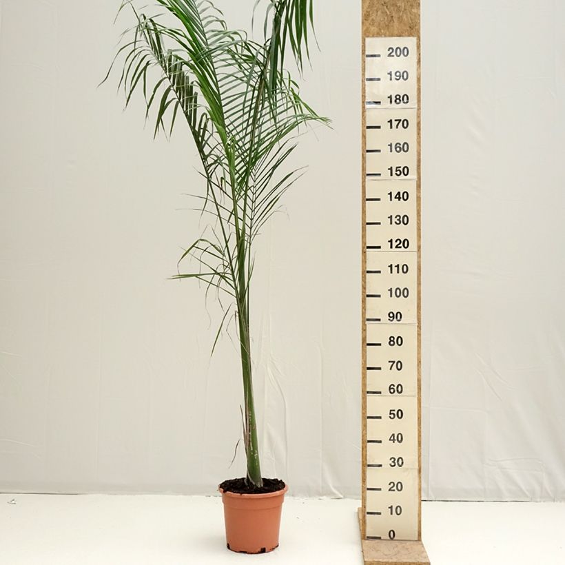 Example of Roystonea regia - Barbados-Königspalme Topf mit 7,5L/10L as you get in printemps