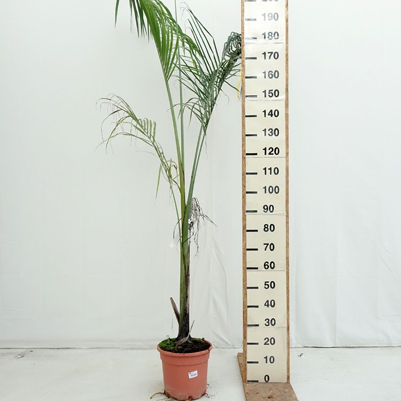 Exemplar von Roystonea regia - Barbados-Königspalme Topf mit 7,5L/10L wie im Herbst geliefert