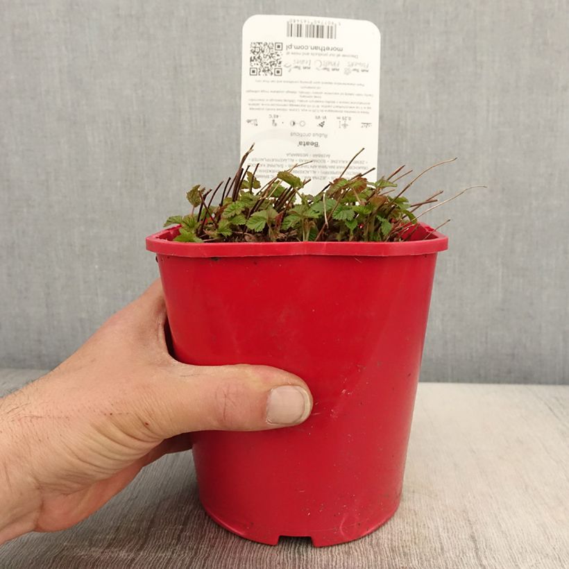 Exemplar von Allackerbeere Beata - Rubus arcticus Topf mit 2L/3L wie im Frühjahr geliefert