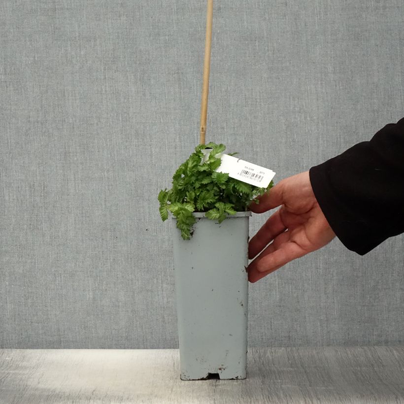 Example of Erdbeer-Himbeere - Rubus illecebrosus Topf mit 2L/3L as you get in printemps