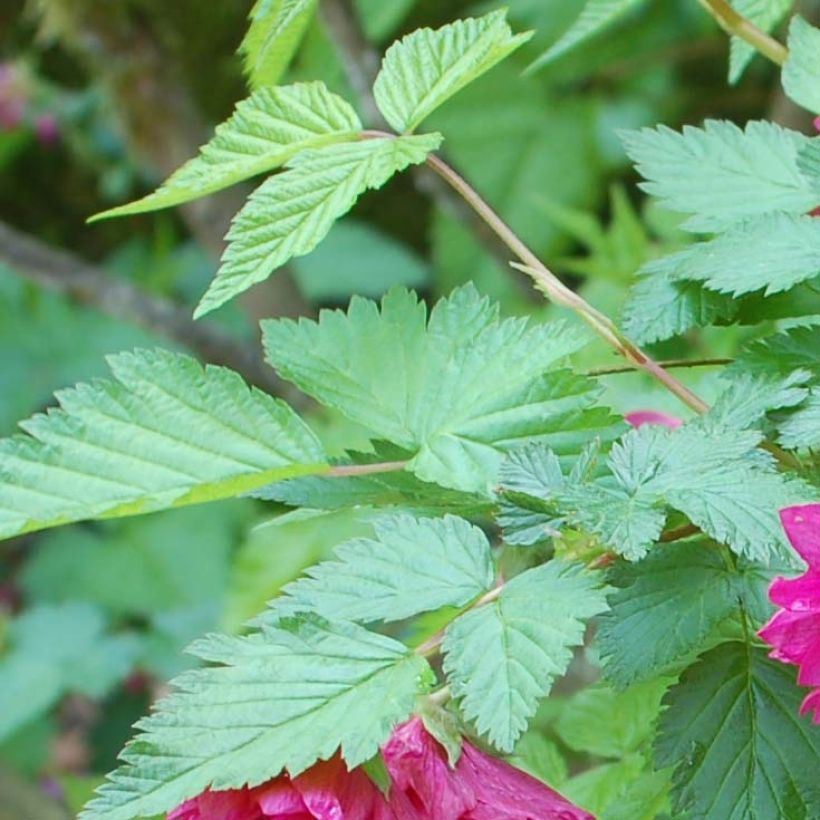 Rubus spectabilis Olympic Double - Pracht-Himbeere (Laub)