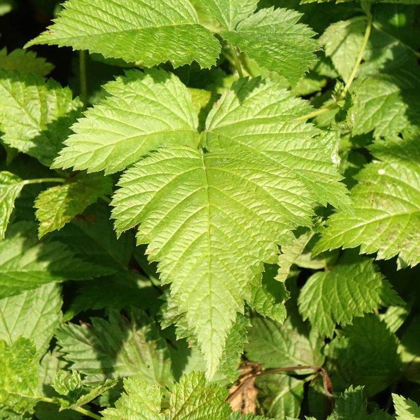 Rubus spectabilis Pacific Rose - Pracht-Himbeere (Laub)