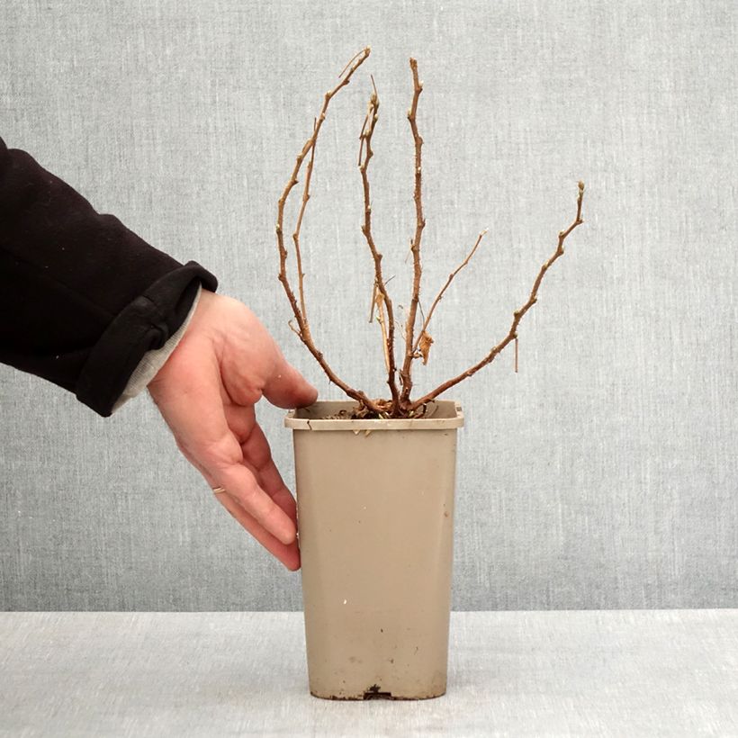 Exemplar von Rubus spectabilis Pacific Rose - Pracht-Himbeere Topf mit 1,5L/2L, Strauch/Busch, mehrstämmig wie im Frühjahr geliefert