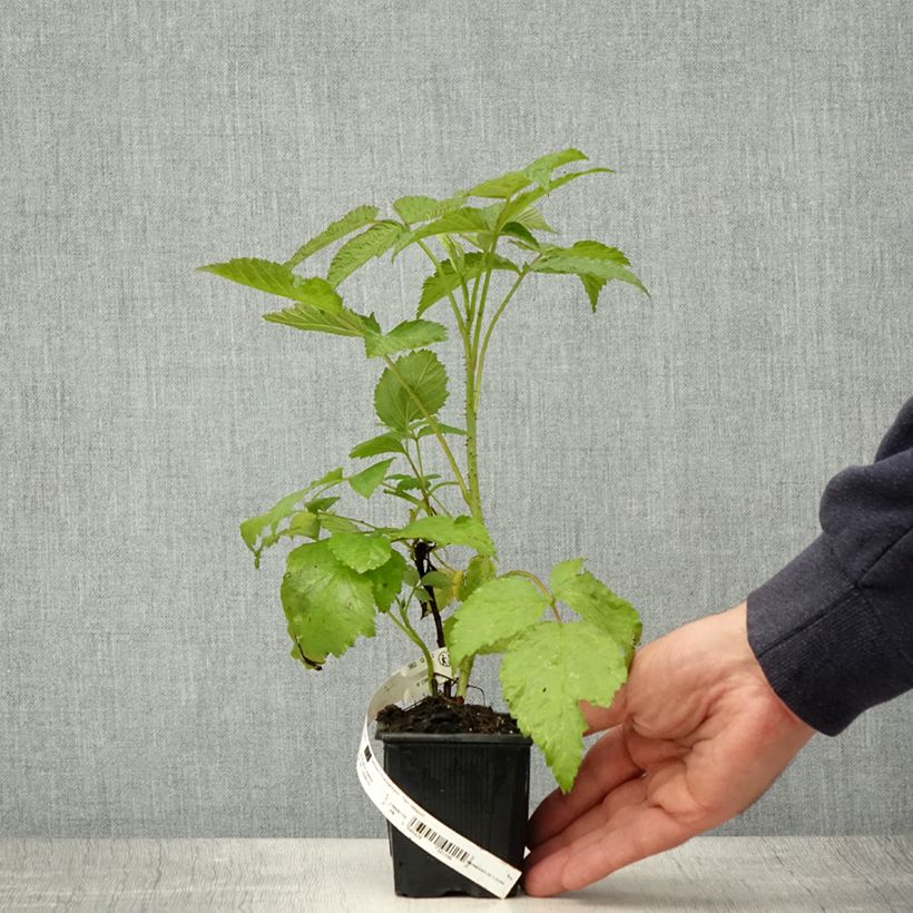 Example of Himbeere Glen Coe - Rubus x neglectus Kleine Töpfe von 8/9 cm as you get in printemps