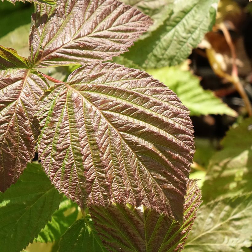 Himbeere Glen Coe - Rubus x neglectus (Foliage)