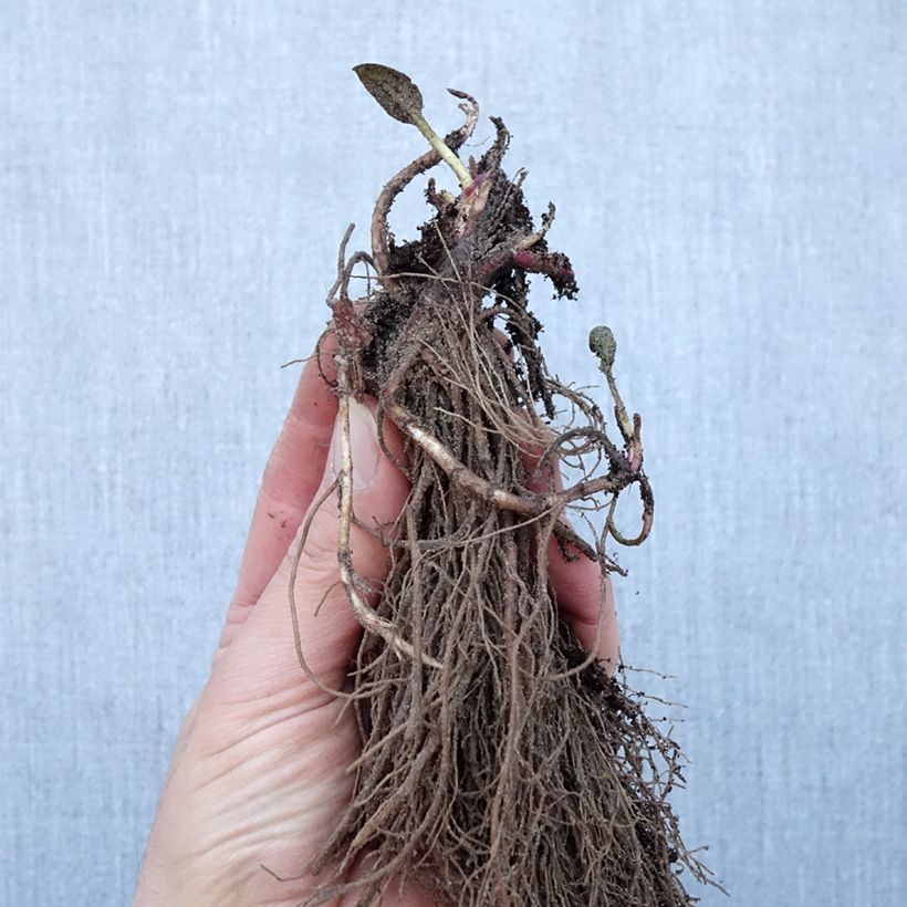 Example of Gemeiner Sonnenhut Goldsturm - Rudbeckia fulgida Wurzelnackt as you get in hiver