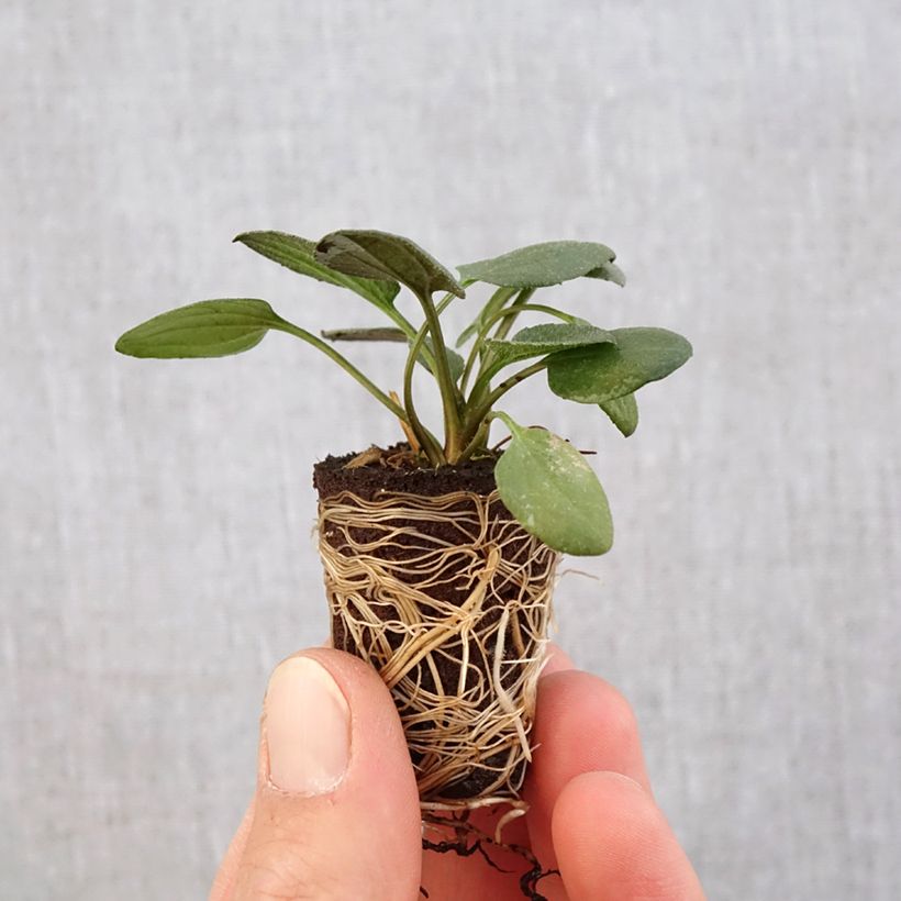 Example of Gemeiner Sonnenhut Little Goldstar - Rudbeckia fulgida var.sullivantii Mini-Plug Ø 3/4 cm as you get in printemps