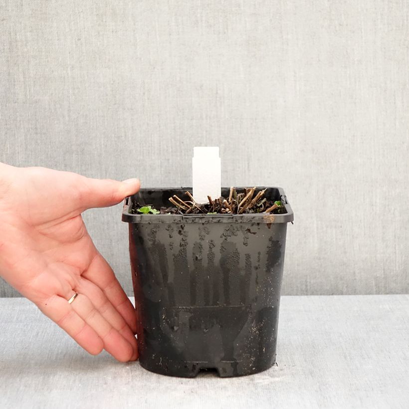 Example of Gemeiner Sonnenhut Little Goldstar - Rudbeckia fulgida var.sullivantii Topf mit 2L/3L as you get in hiver