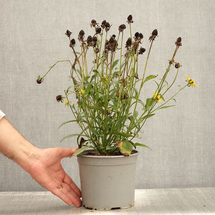 Exemplar von Rudbeckia fulgida Little Goldstar Pot de 3L/4L wie im Herbst geliefert