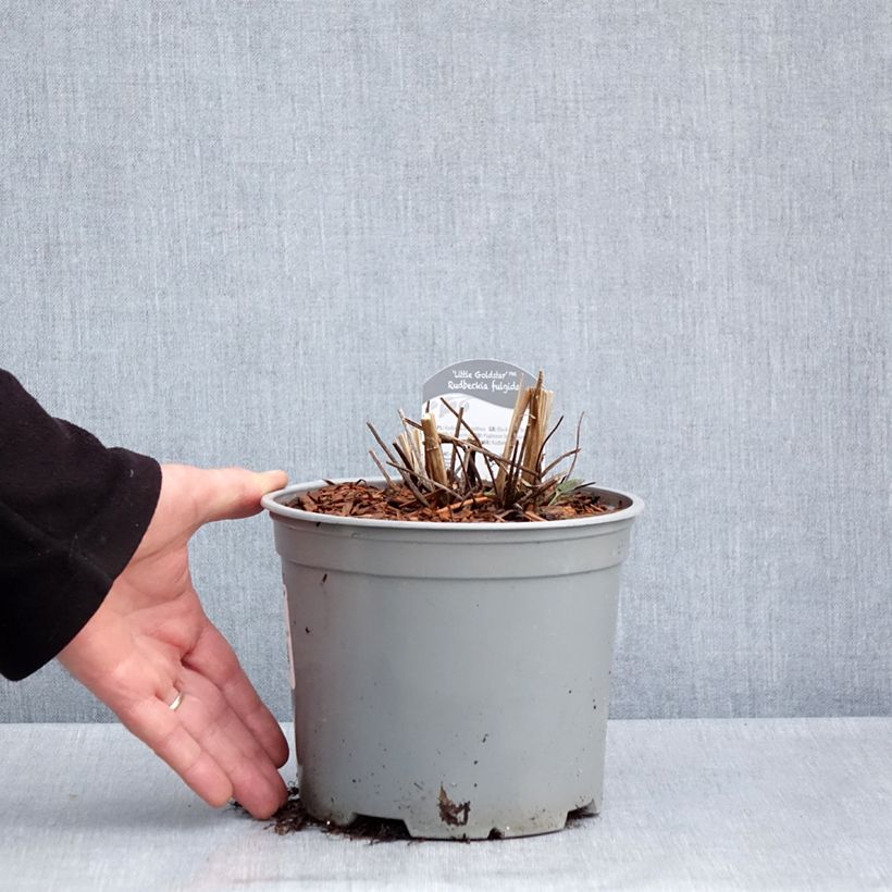 Example of Gemeiner Sonnenhut Little Goldstar - Rudbeckia fulgida var.sullivantii Topf mit 3L/4L as you get in printemps