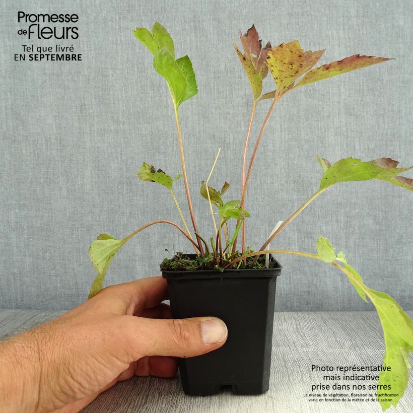 Exemplar von Schlitzblättriger Sonnenhut Goldquelle - Rudbeckia laciniata Kleine Töpfe von 8/9 cm wie im Sommer geliefert