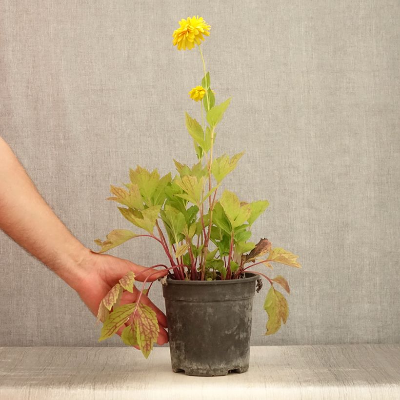 Exemplar von Schlitzblättriger Sonnenhut Goldquelle - Rudbeckia laciniata Topf mit 2L/3L wie im Sommer geliefert
