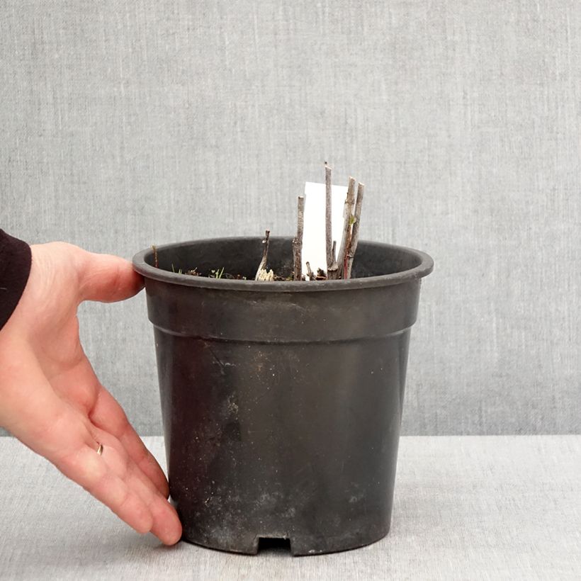 Example of Schlitzblättriger Sonnenhut Goldquelle - Rudbeckia laciniata Topf mit 2L/3L as you get in printemps