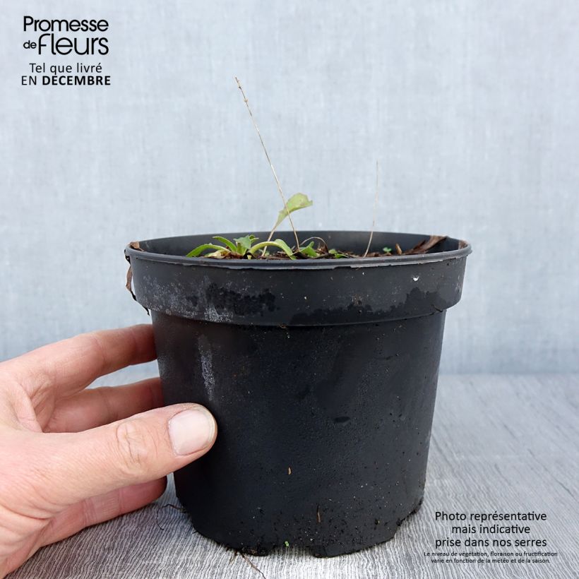 Exemplar von Rudbeckia occidentalis Green Wizard Pot de 2L/3L wie im Herbst geliefert