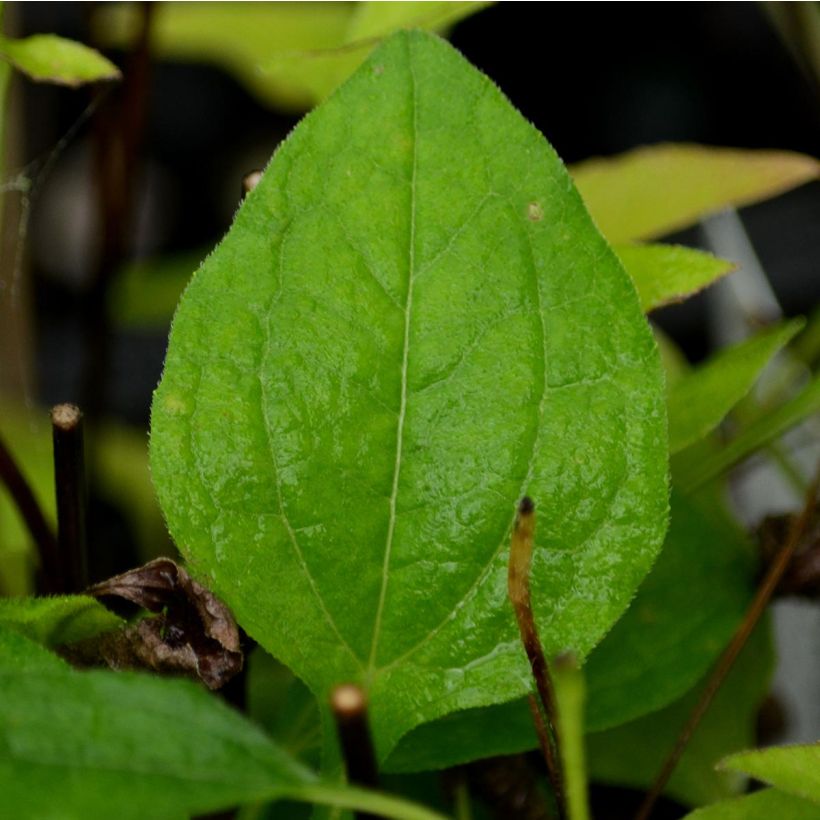 Echinacea purpurea Pink Double Delight - Sonnenhut (Foliage)