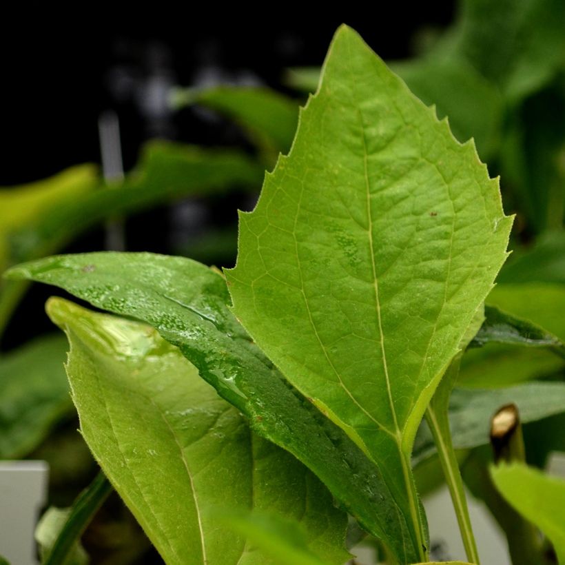 Echinacea purpurea Virgin - Sonnenhut (Foliage)