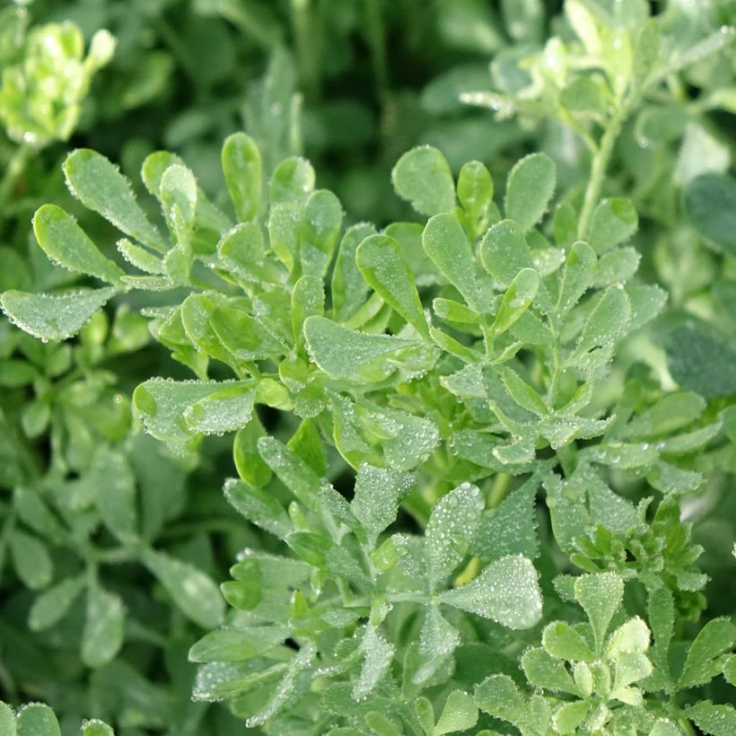 Wein-Raute - Ruta graveolens (Laub)