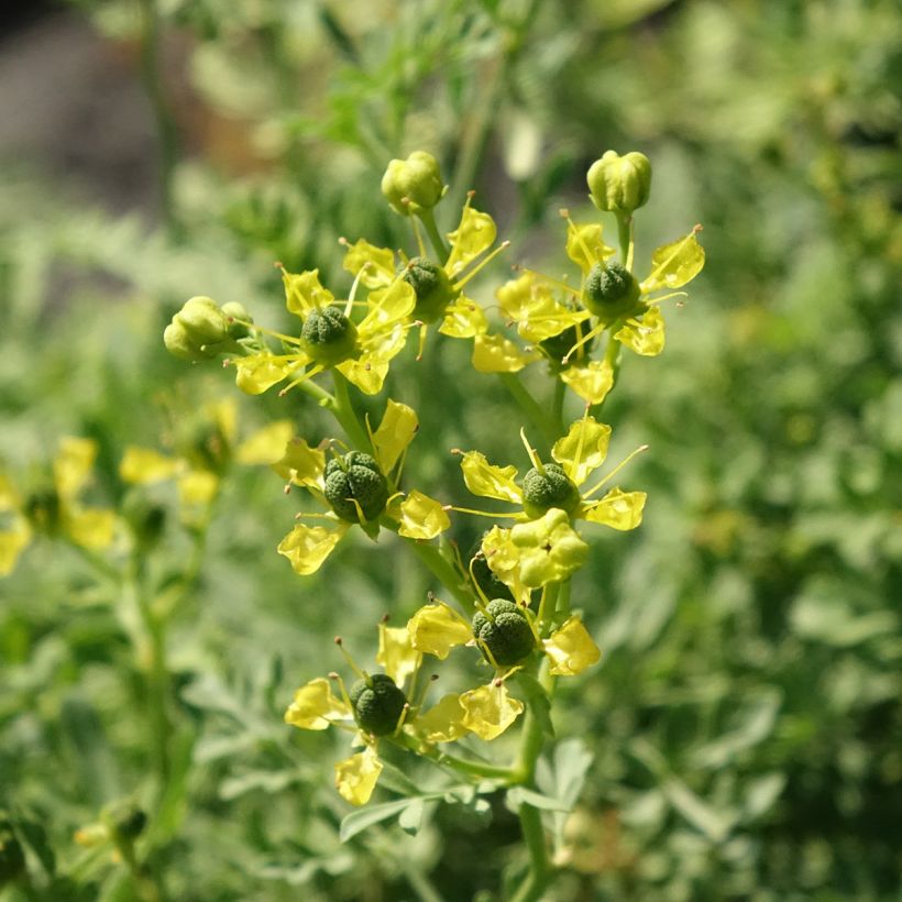 Wein-Raute - Ruta graveolens (Blüte)