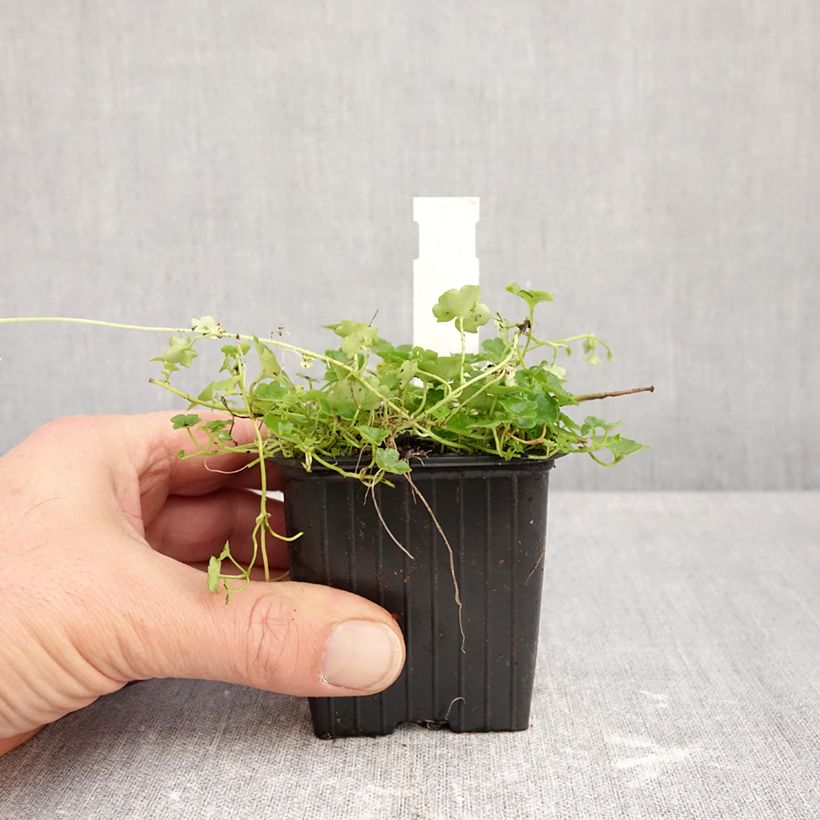 Exemplar von Cymbalaria muralis Alba - Zymbelkraut Kleine Töpfe von 8/9 cm wie im Herbst geliefert