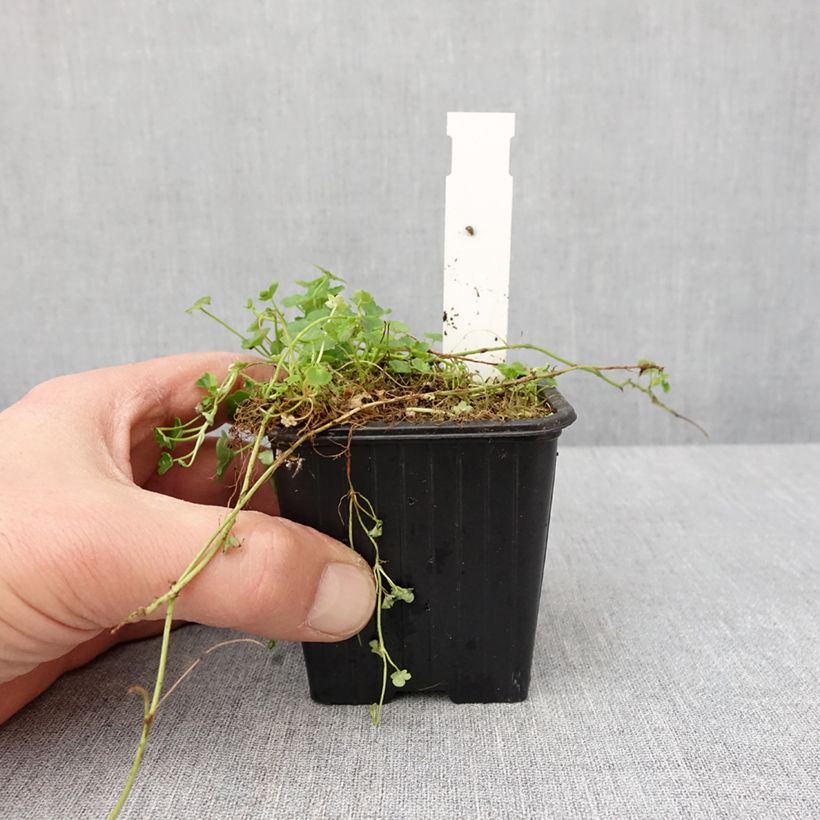 Exemplar von Ruine de Rome blanche - Cymbalaria muralis Alba Godet de 8/9 cm wie im Winter geliefert