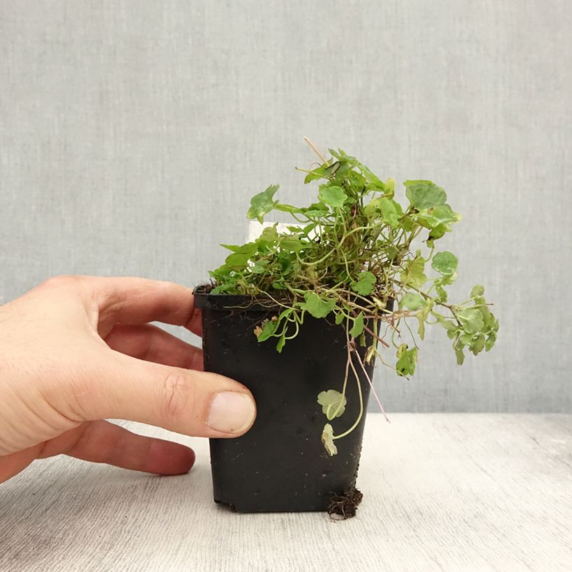 Exemplar von Ruine de Rome - Cymbalaria muralis Godet de 8/9 cm wie im Herbst geliefert