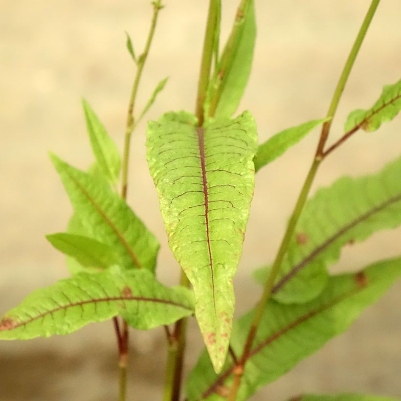 Ampfer - Rumex sauvignea (Foliage)