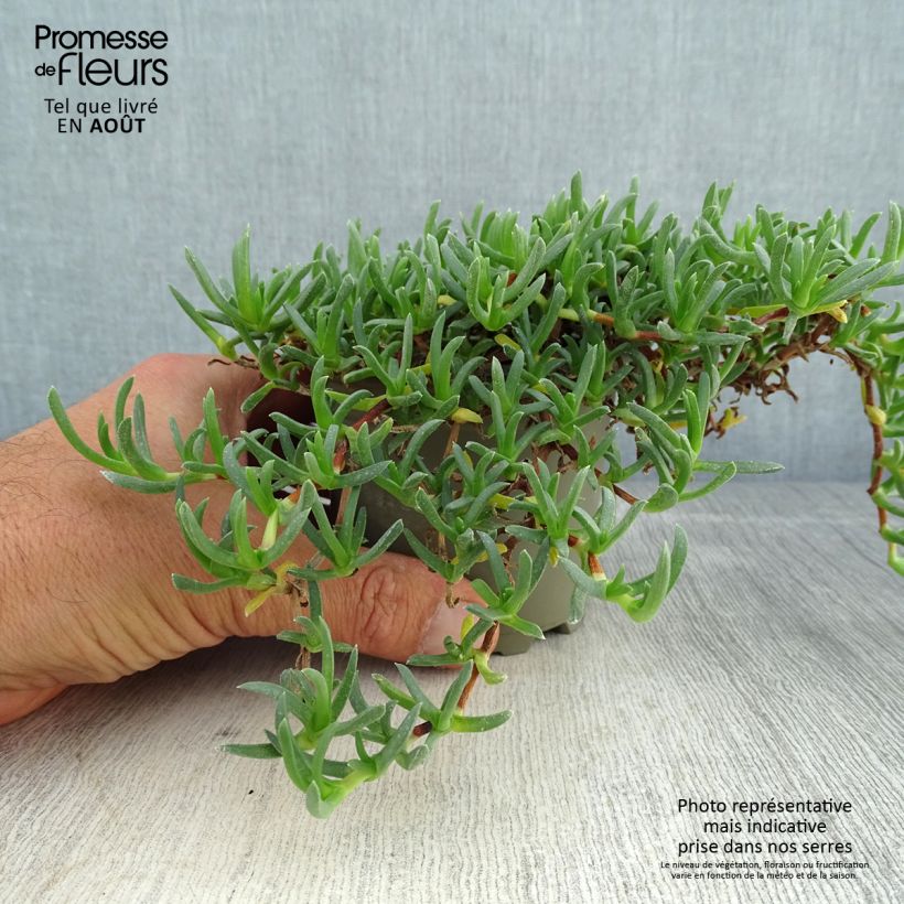 Exemplar von Ruschia prostrata - Straucheiskraut Kleine Töpfe von 8/9 cm wie im Sommer geliefert